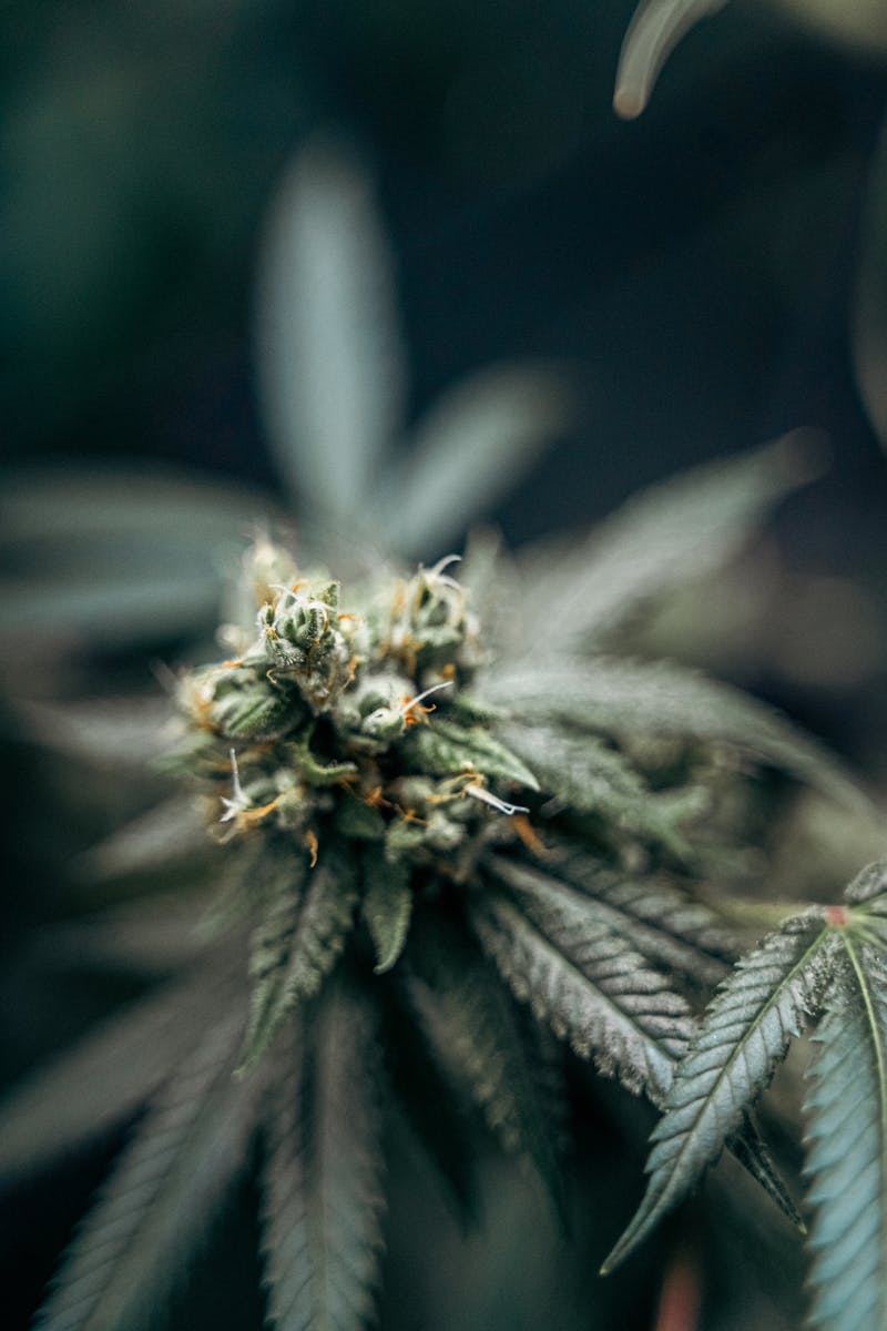 Jack Herer
